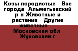 Козы породистые - Все города, Альметьевский р-н Животные и растения » Другие животные   . Московская обл.,Жуковский г.